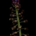 Img.VTax3560.ExN.Img9