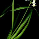 Img.VTax3615.ExN.Img6