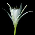 Img.VTax3617.ExN.Img6