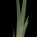 Img.VTax3624.ExN.Img10