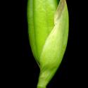 Img.VTax3624.ExN.Img8