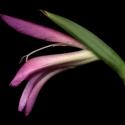 Img.VTax3640.ExN.Img14