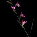 Img.VTax3640.ExN.Img5