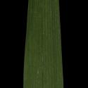 Img.VTax3640.ExN.Img8