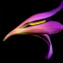 Img.VTax3640.ExN.Img9