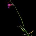 Img.VTax3644.ExN.Img18