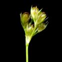 Img.VTax3665.ExN.Img1