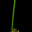 Img.VTax3665.ExN.Img3