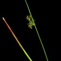 Img.VTax3665.ExN.Img6