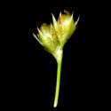 Img.VTax3665.ExN.Img7