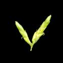 Img.VTax3729.ExN.Img1