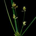Img.VTax3730.ExN.Img8