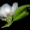 Img.VTax377.ExN.Img7