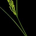 Img.VTax3825.ExN.Img3