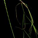 Img.VTax3875.ExN.Img2