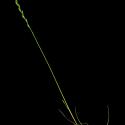 Img.VTax3875.ExN.Img7