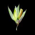 Img.VTax4106.ExN.Img9
