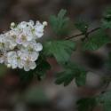 Img.VTax516.ExN.Img7