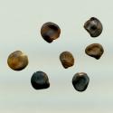 Img.VTax636.ExN.Img8
