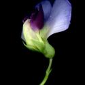 Img.VTax706.ExN.Img3
