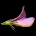 Img.VTax881.ExN.Img6