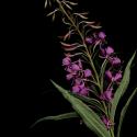 Img.VTax904.ExN.Img8