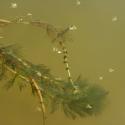 Img.VTax920.ExN.Img4