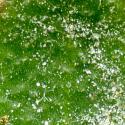 Img.VTax1005.ExN.Img6