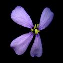Img.VTax1114.ExN.Img8