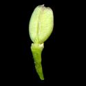 Img.VTax1132.ExN.Img8