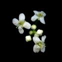 Img.VTax1132.ExN.Img9