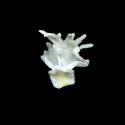 Img.VTax1223.ExN.Img4