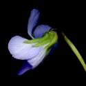 Img.VTax1281.ExN.Img10