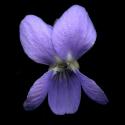 Img.VTax1283.ExN.Img4