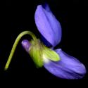 Img.VTax1286.ExN.Img3