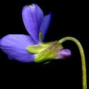 Img.VTax1286.ExN.Img6