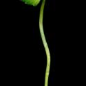 Img.VTax1288.ExN.Img7