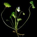 Img.VTax1288.ExN.Img9