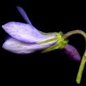 Img.VTax1298.ExN.Img9