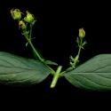Img.VTax1312.ExN.Img9