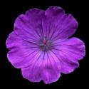 Img.VTax1369.ExN.Img3