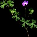 Img.VTax1369.ExN.Img6
