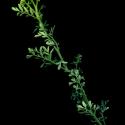 Img.VTax1439.ExN.Img9
