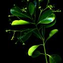Img.VTax1477.ExN.Img10