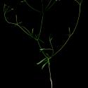 Img.VTax1530.ExN.Img3