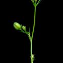 Img.VTax1573.ExN.Img17