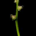 Img.VTax1654.ExN.Img8