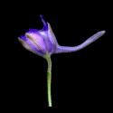 Img.VTax172.ExN.Img7