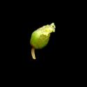 Img.VTax1789.ExN.Img7