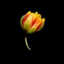 Img.VTax1789.ExN.Img8